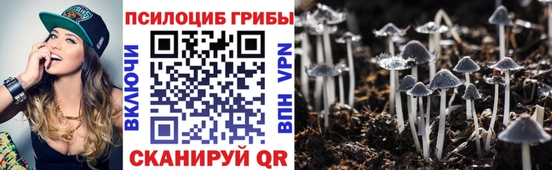 продажа наркотиков  Новосокольники  Галлюциногенные грибы Psilocybine cubensis 
